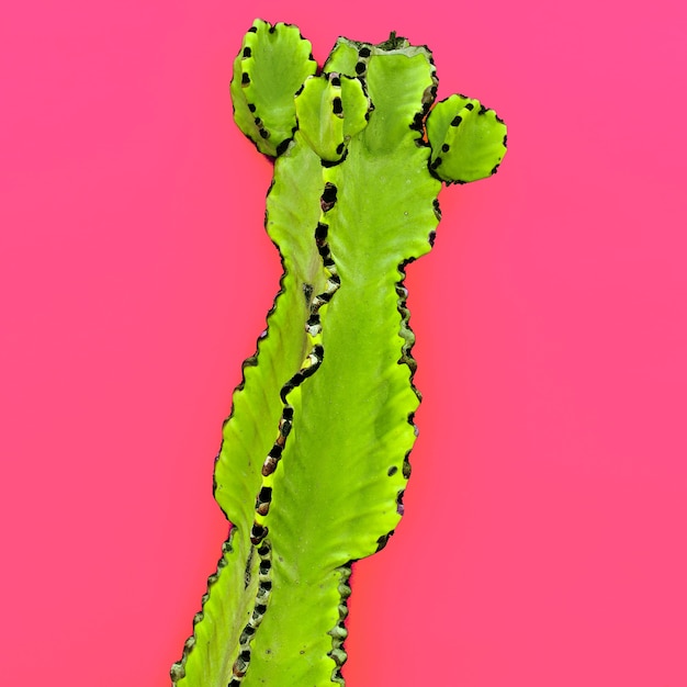 Cactus verde. Design creativo. Galleria d'arte minimale