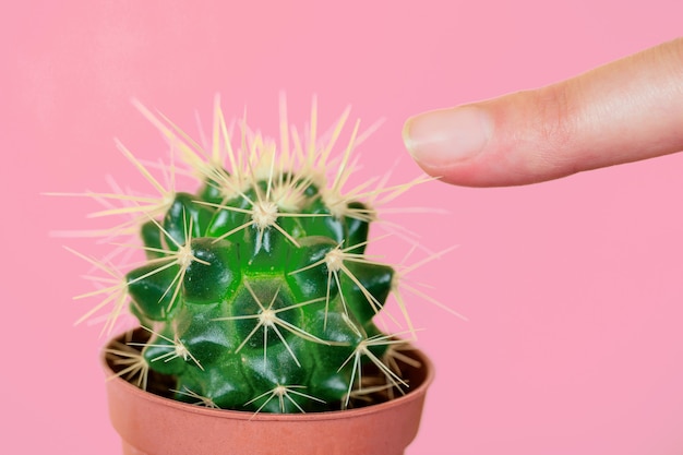 Cactus verde e dito puntati sull'ago su uno sfondo giallo.