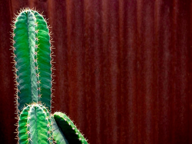 Cactus verde in crescita ravvicinato sul bellissimo vecchio fondo di parete di zinco rosso vintage con spazio per copia, stile minimal