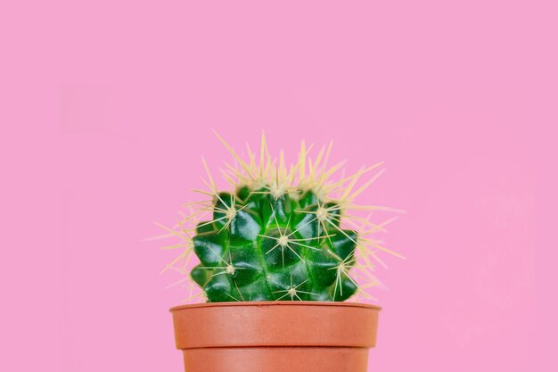 Cactus verde in un vaso marrone e un rasoio su uno sfondo rosa. il concetto di depilazione, epilazione e rimozione dei peli superflui sul corpo.