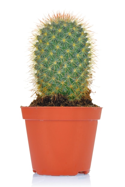 Cactus verde in vaso isolato su sfondo bianco