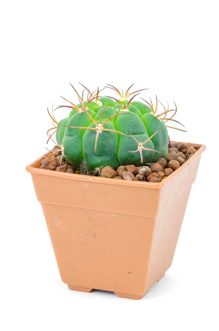 Foto cactus verde isolato su bianco con tracciato di ritaglio