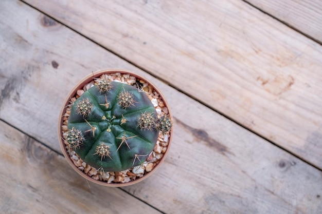 Cactus verde nei vasi sul tavolo di legno e vista dall'alto della luce solare