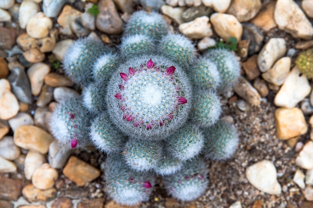 Cactus verde nel giardino