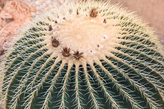 cactus verde nel giardino