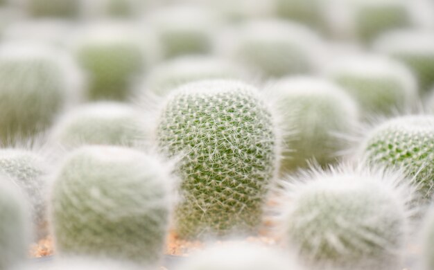 cactus verde nel giardino