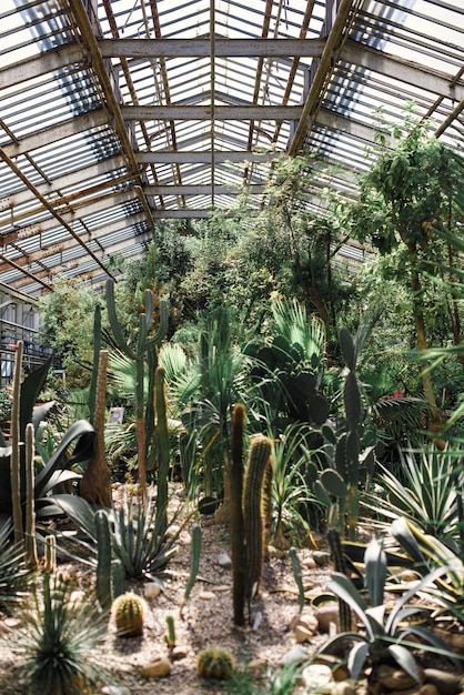 Cactus verde nel primo piano della serra