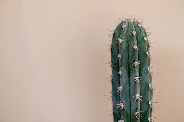 Cactus verde piantato per la decorazione domestica