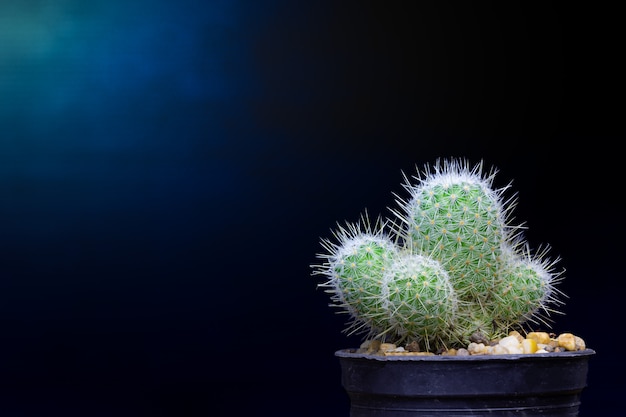 Cactus verde scuro e nero