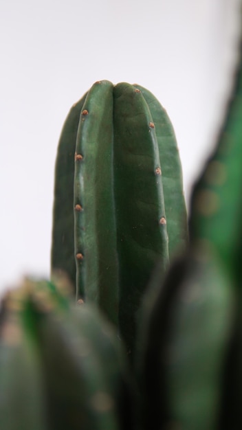 Cactus verde su sfondo bianco