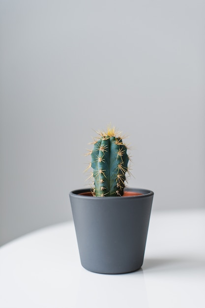 Cactus verde su sfondo grigio. Pianta succulenta domestica