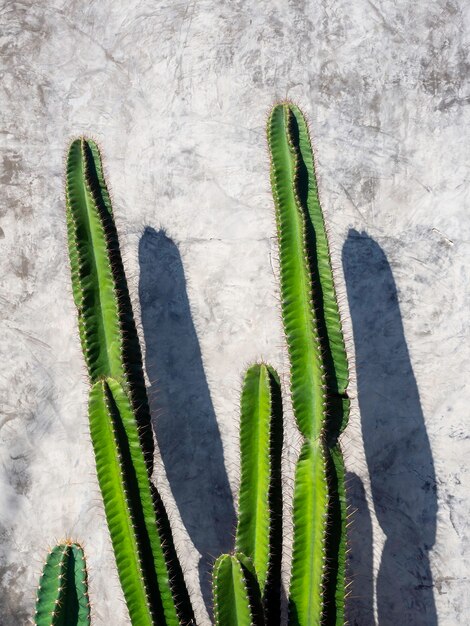 Cactus verde sul muro di cemento del grunge sulla giornata di sole