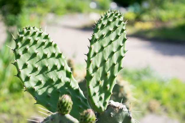 Cactus verde