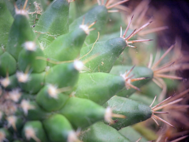 cactus verde