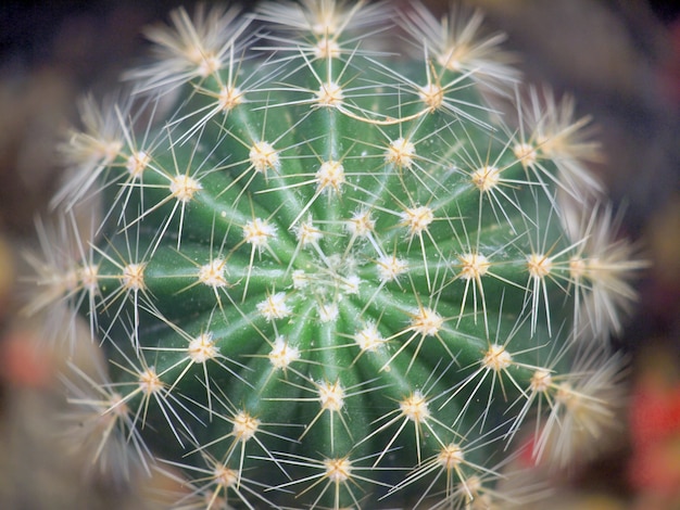 cactus verde