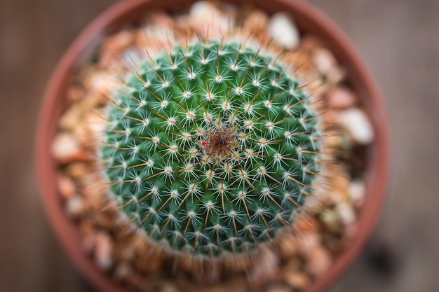 cactus vicino