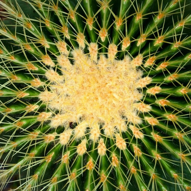 Cactus vista dall&#39;alto