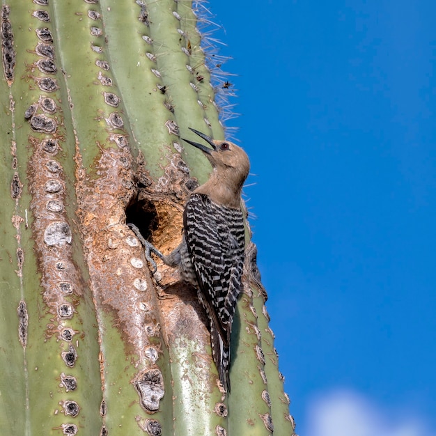 Cactus Wren davanti al nido nel Saguaro Cactus nel deserto dell'Arizona