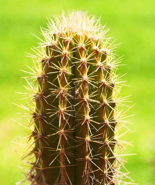 Cactus