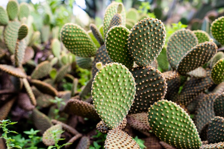 cactus