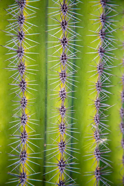 Cactus