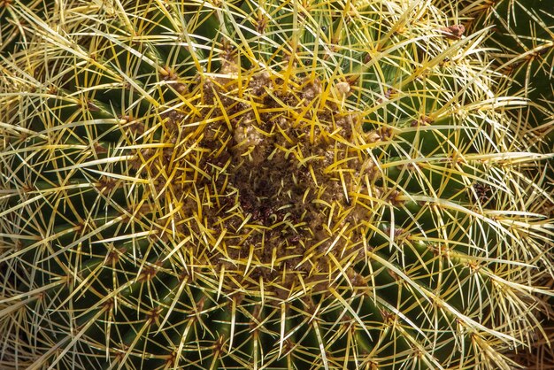 Cactus