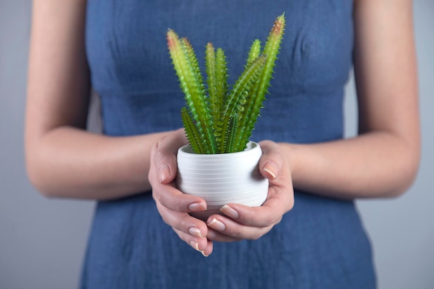 Cactuse della holding della mano della donna