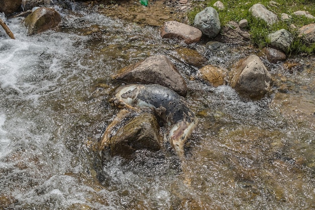 Cadavere gonfio di un cane in un fiume di montagna