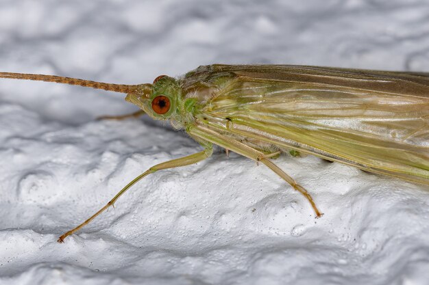 Caddisfly verde adulto del genere Leptonema