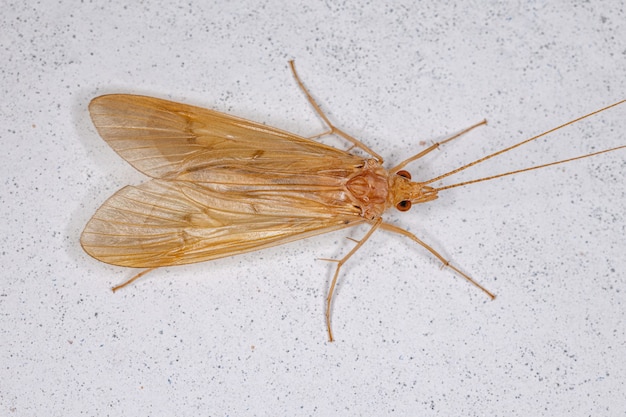 Caddisfly verde adulto del genere Leptonema