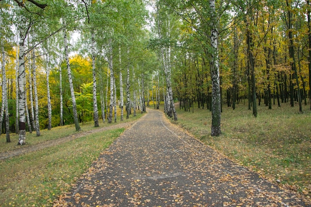 Caduta delle foglie di autunno nel boschetto di Vinnovskaya Ulyanovsk Russia