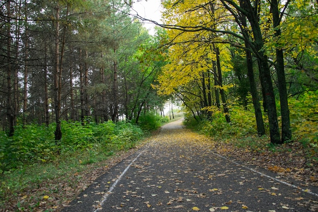 Caduta delle foglie di autunno nel boschetto di Vinnovskaya Ulyanovsk Russia