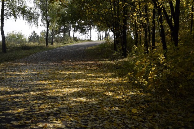 Caduta delle foglie di autunno nel boschetto di Vinnovskaya Ulyanovsk Russia