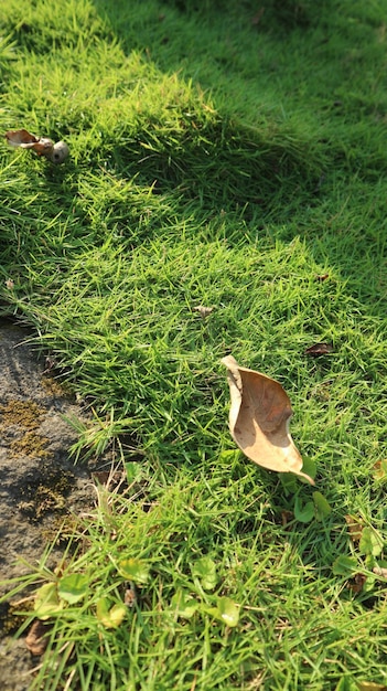 Caduta di foglie secche sull'erba lussureggiante giappone rumput jepang Autunno sfondo concetto copia spazio
