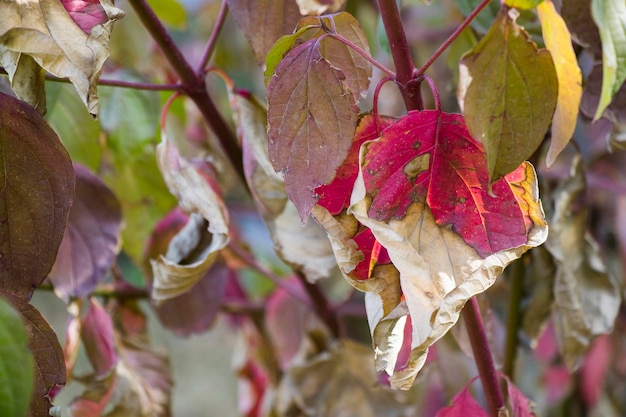 Caduta variopinta dell'albero di autunno