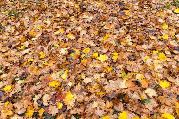 Caduto a terra foglie d'acero ingiallite nella stagione autunnale. Piccola profondità di campo. Il fogliame è illuminato dalla luce del sole.