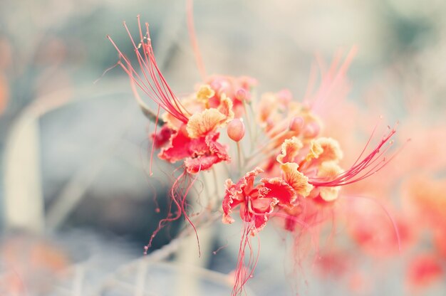 Caesalpinia fiori di colore rosso Fiori tropicali ed esotici