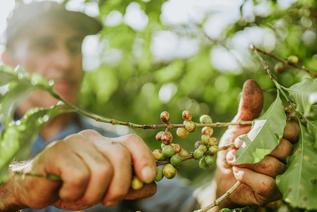 Caffè Arabica raccolto manualmente dalle mani dell'agricoltore brasiliano Caffè speciale