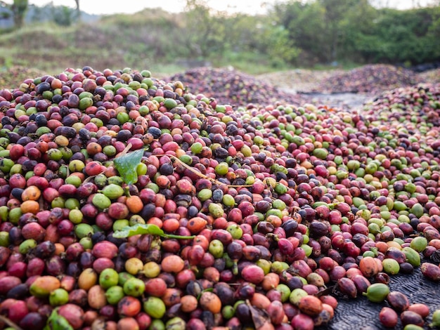 caffè asciutto sul pavimento