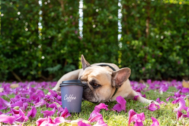 Caffè in tazza usa e getta sul campo con il cane.