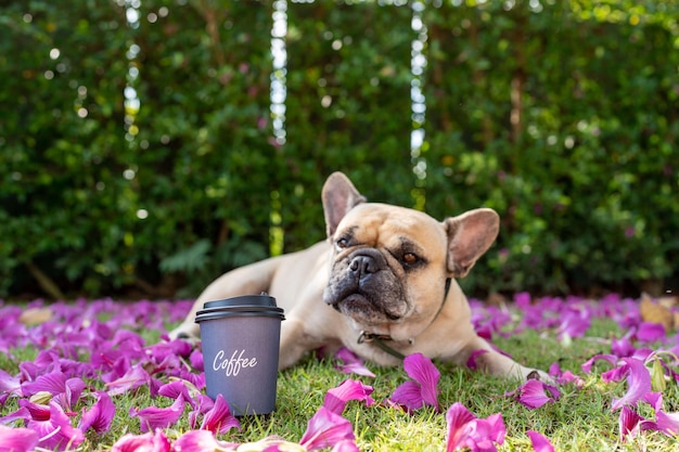 Caffè in tazza usa e getta sul campo con il cane.