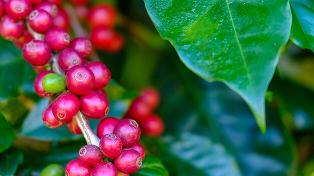 Caffè rosso fresco dall&#39;inizio. Luce mattutina