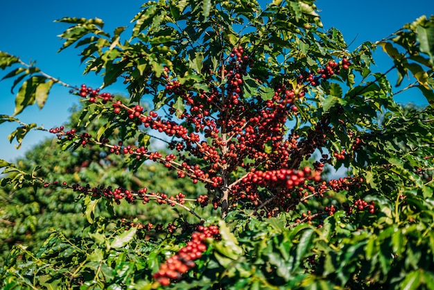 Caffè sull'albero. Raccolta del caffè. Brasile