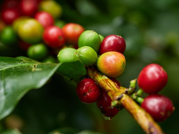 Caffè verde naturale