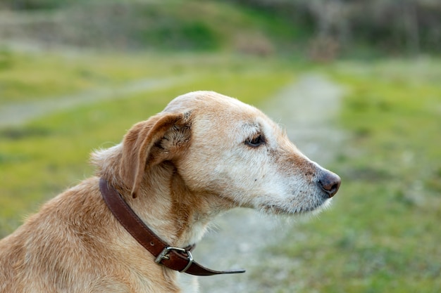 Cagnolino con colletto