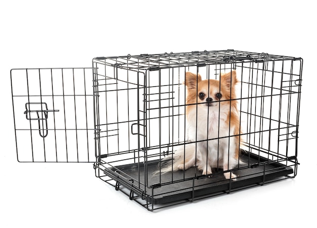 cagnolino in gabbia