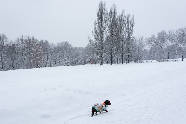 Cagnolino in mezzo alla neve Cane d&#39;inverno