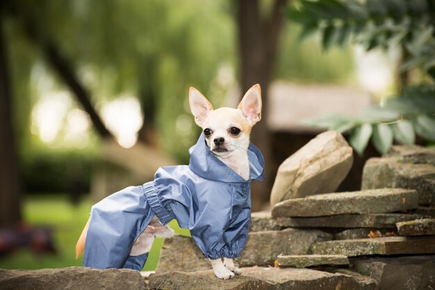 Cagnolino in vestiti per una passeggiata