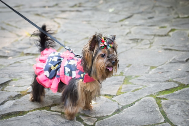 Cagnolino in vestiti per una passeggiata.