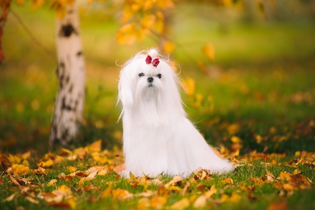 Cagnolino maltese della razza del cane bianco nella foresta di autunno